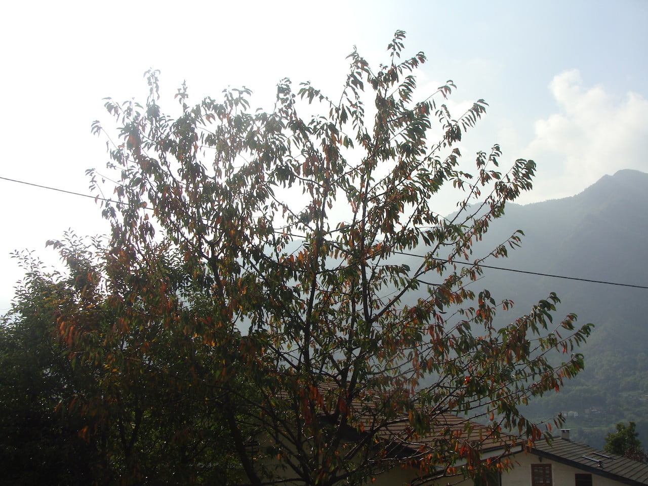 DSC06510