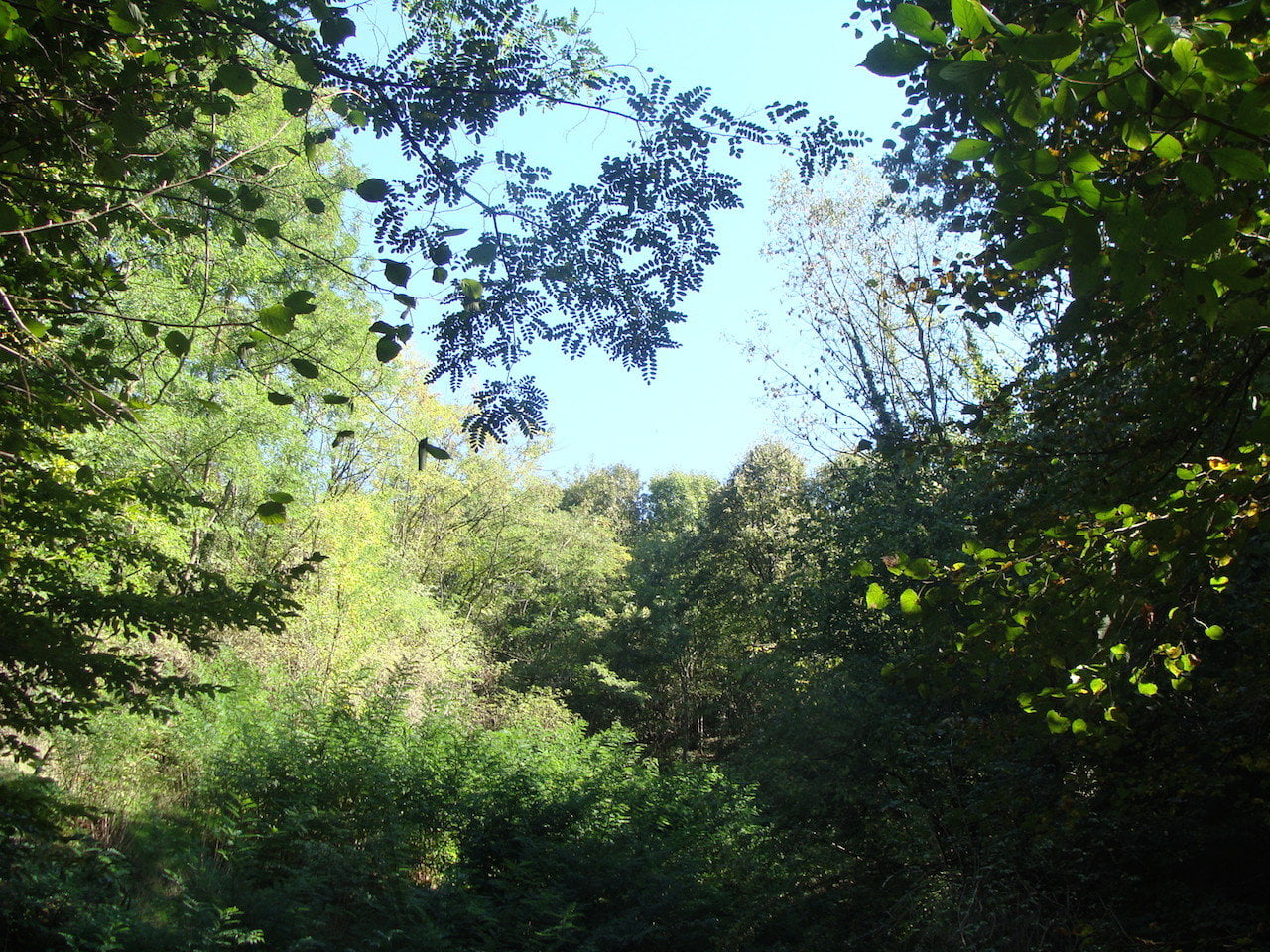 DSC06629